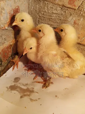 Brahma Chick