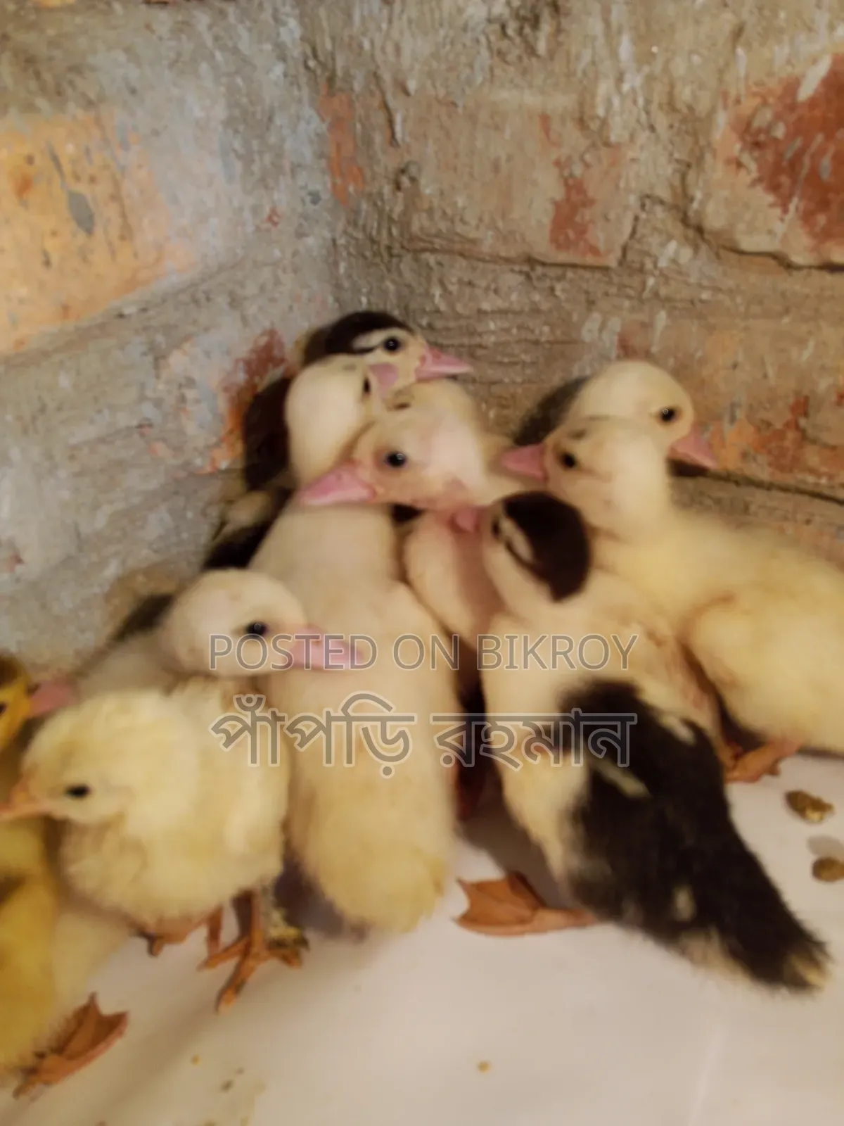 Muscovy Duckling