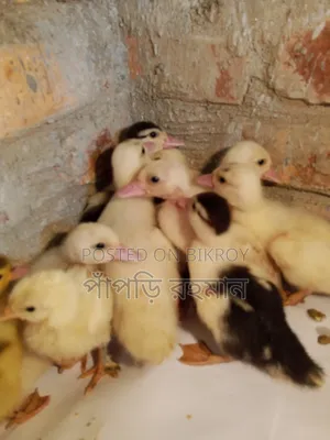 Muscovy Duckling
