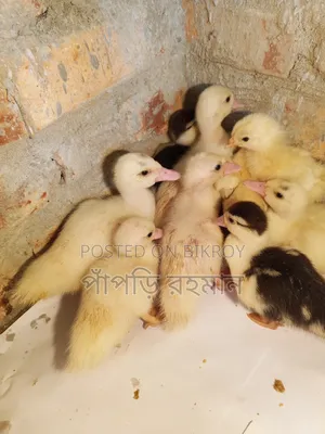 Muscovy Duckling