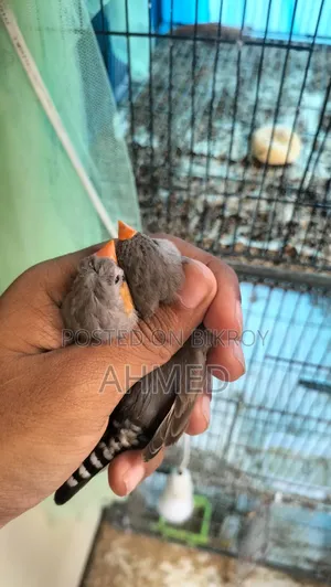 ইউমো স্প্লিট এনজি পেয়ার
