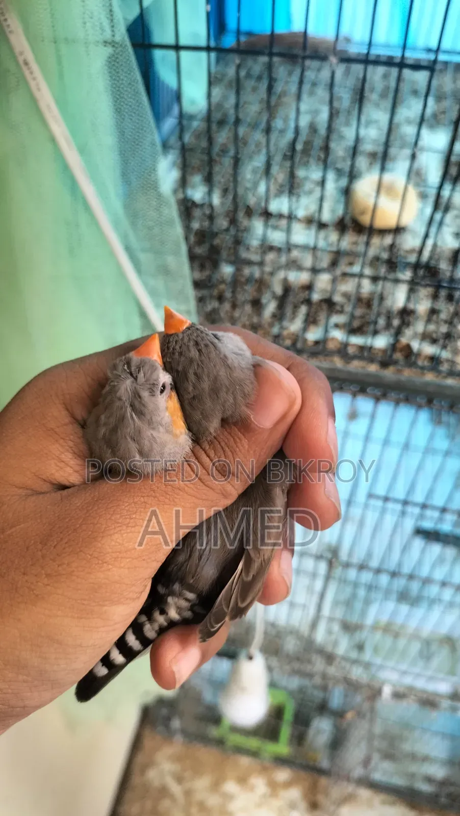 ইউমো স্প্লিট এনজি পেয়ার