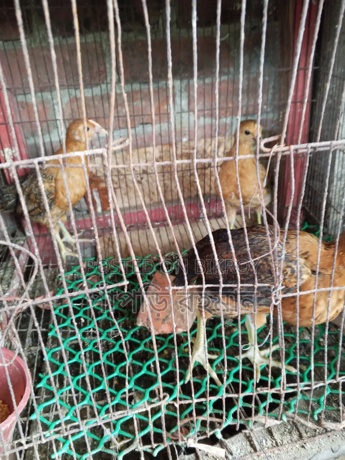 Chicks