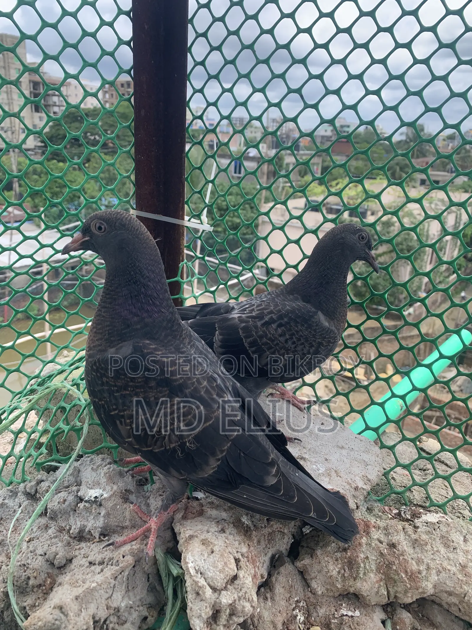 দেশি কবুতরের বাচ্চা