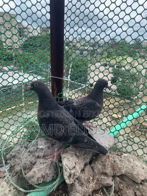 দেশি কবুতরের বাচ্চা