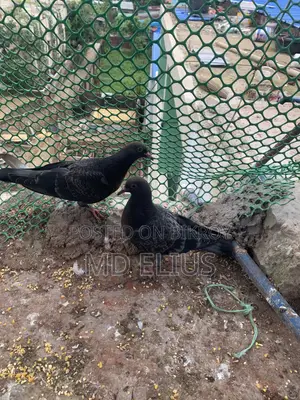 দেশি কবুতরের বাচ্চা