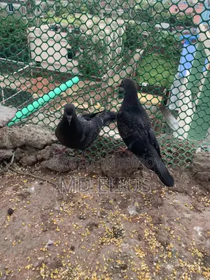 দেশি কবুতরের বাচ্চা