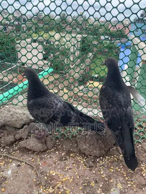 দেশি কবুতরের বাচ্চা