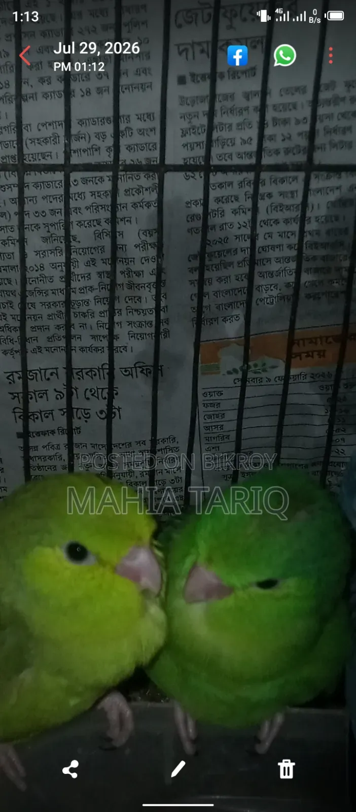 Forpus Birds