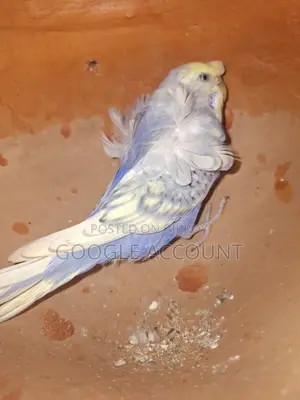 জাপানি বাজরিগার