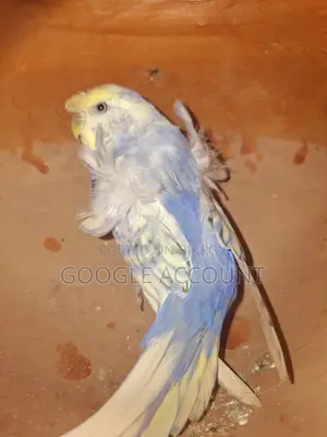 জাপানি বাজরিগার