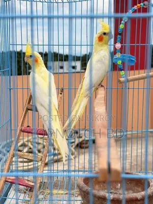 2 PCS Lutino Cockatiel (Female) Sale