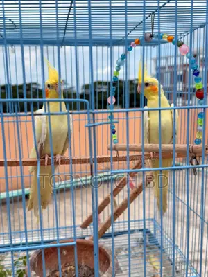 2 PCS Lutino Cockatiel (Female) Sale