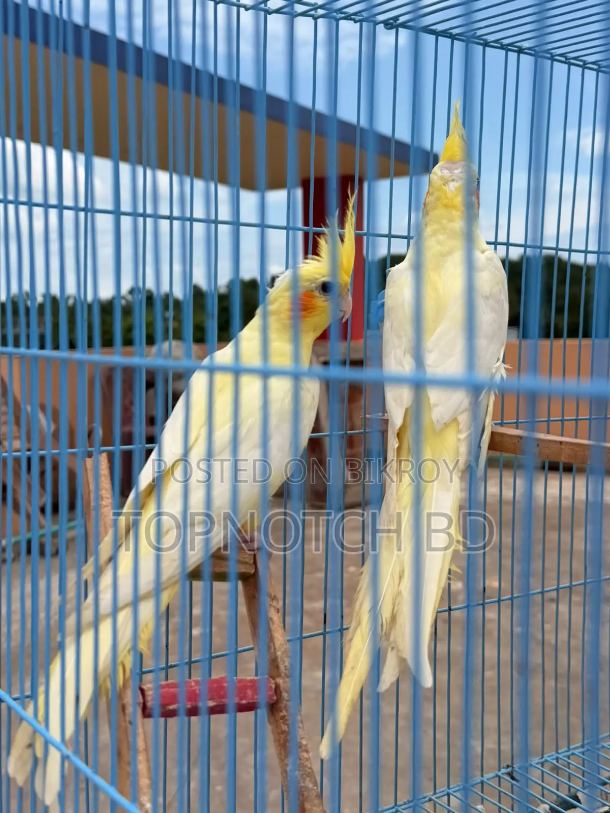 2 PCS Lutino Cockatiel (Female) Sale