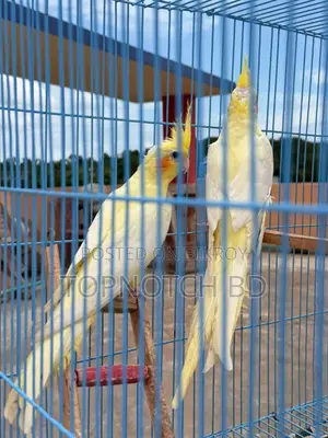 2 PCS Lutino Cockatiel (Female) Sale