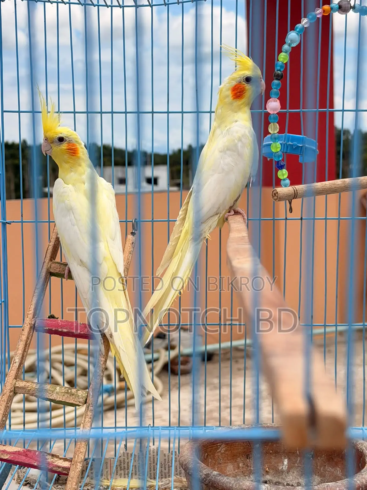 2 PCS Lutino Cockatiel (Female) Sale