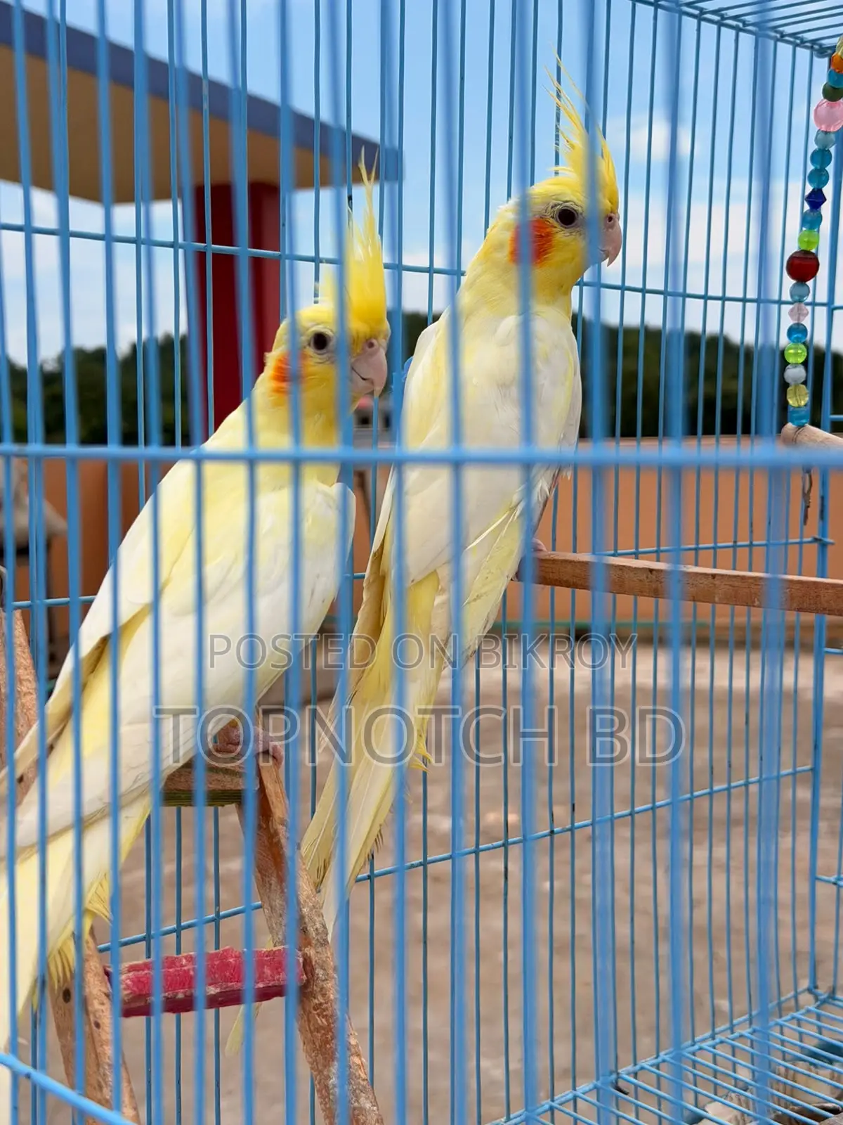 2 PCS Lutino Cockatiel (Female) Sale