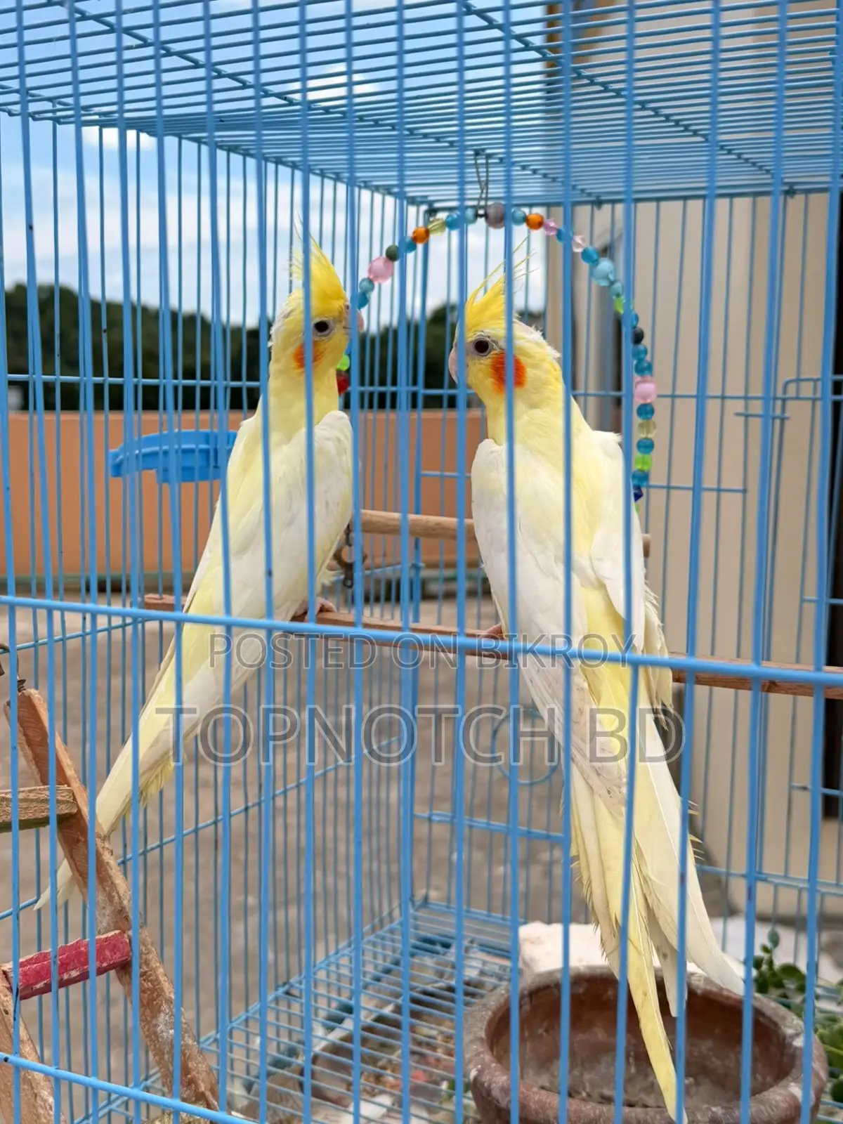 2 PCS Lutino Cockatiel (Female) Sale