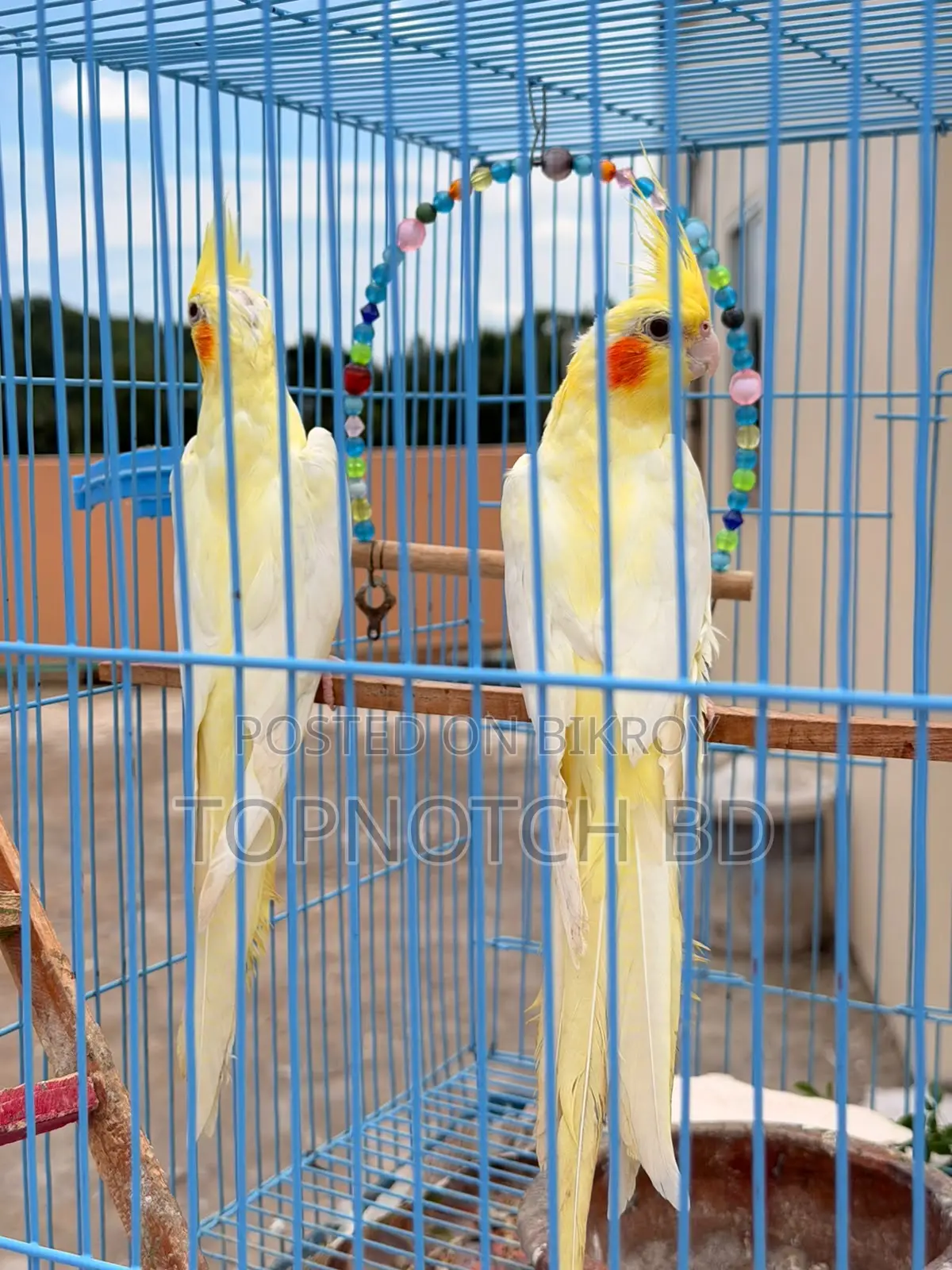 2 PCS Lutino Cockatiel (Female) Sale