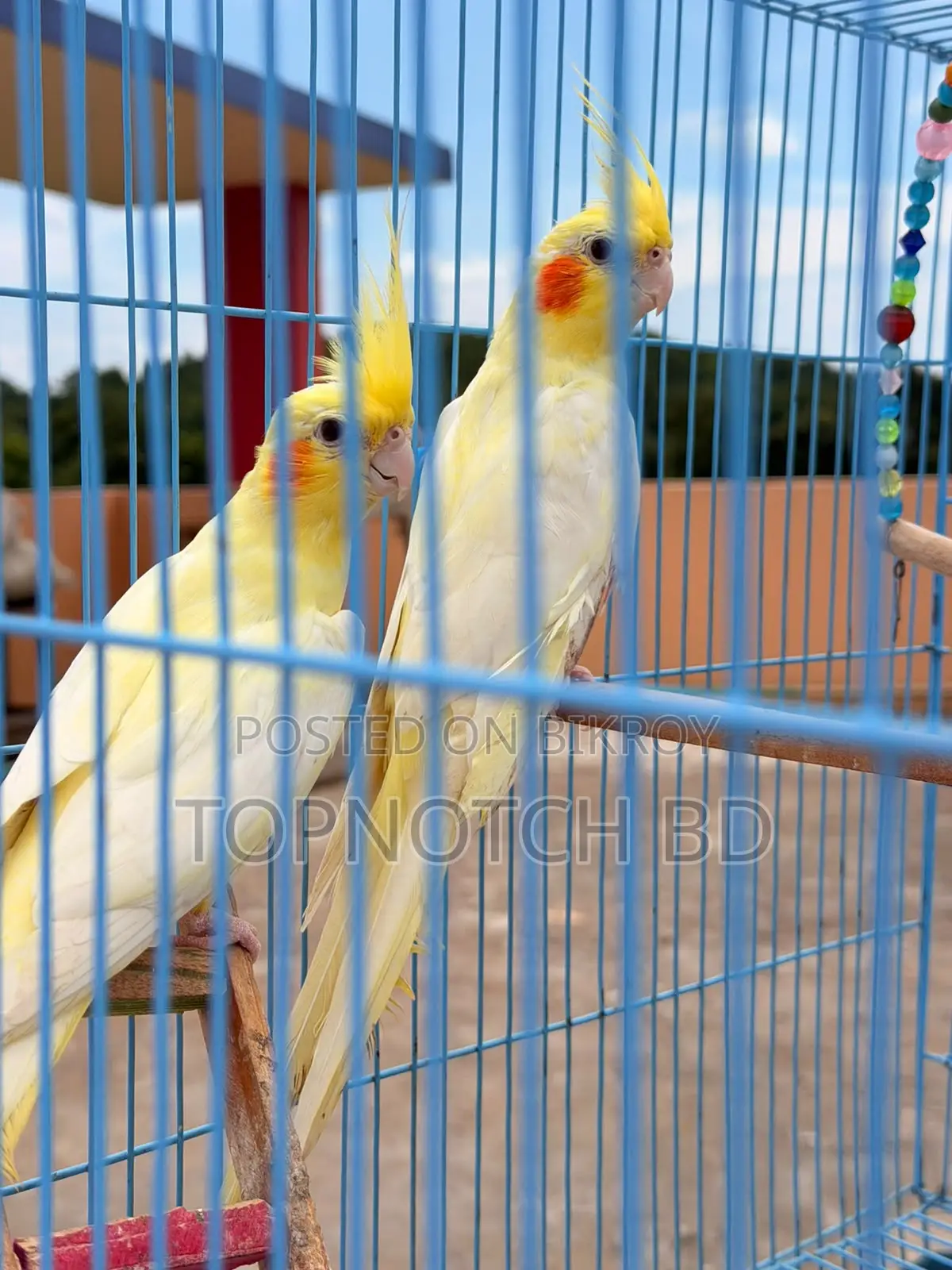 2 PCS Lutino Cockatiel (Female) Sale