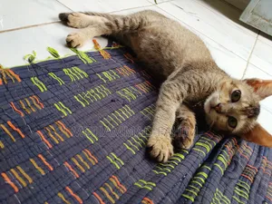 ১-৩ মাসের ফিমেল পিওরব্রেড বিড়াল