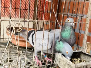 হোমা কবুতর