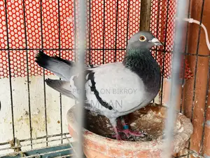 হোমা কবুতর