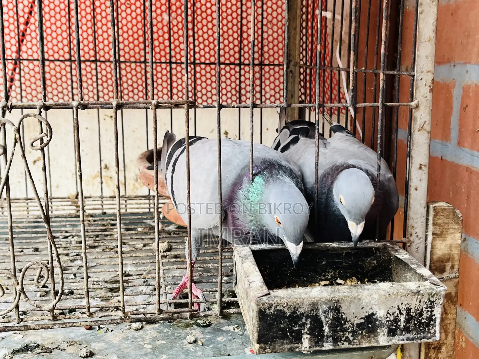 হোমা কবুতর