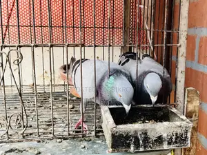 হোমা কবুতর