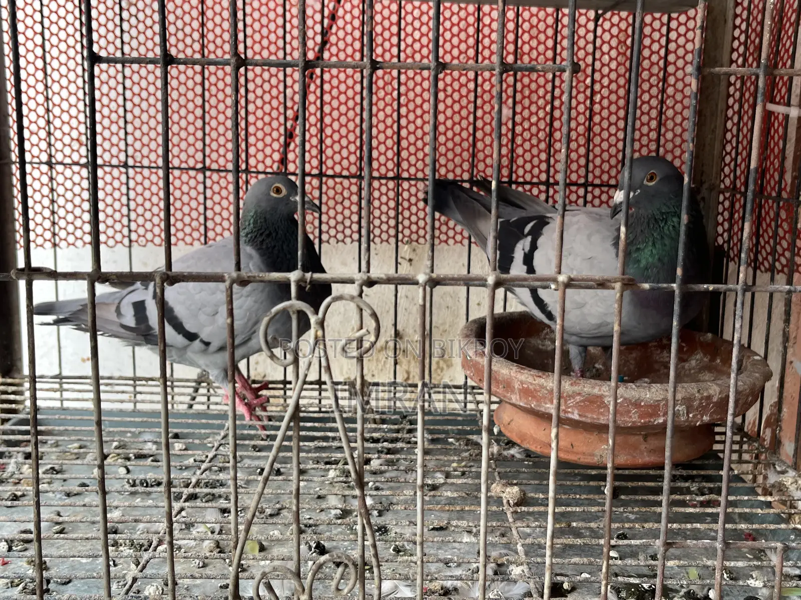 হোমা কবুতর