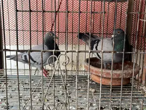 হোমা কবুতর