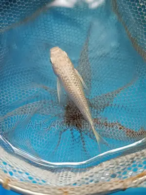 Aquarium Fish for Sale