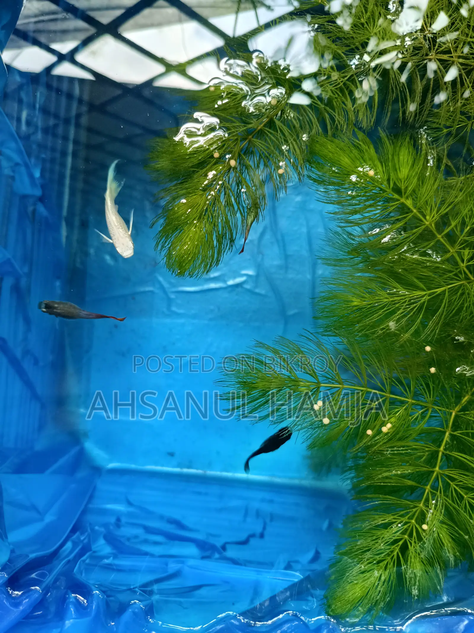Aquarium Fish for Sale