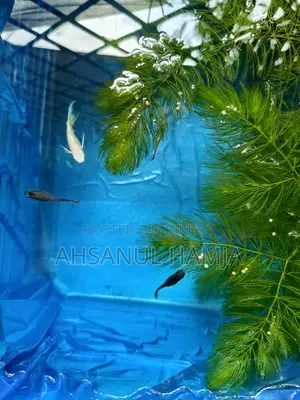Aquarium Fish for Sale