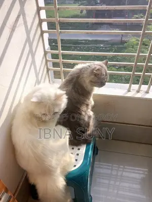 ১+ বছরের পুরুষ পিওরব্রেড পার্সিয়ান