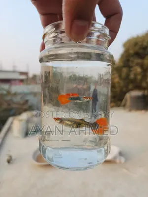 Koi Tuxedo Guppy