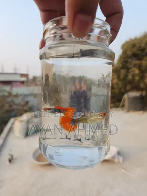 Koi Tuxedo Guppy