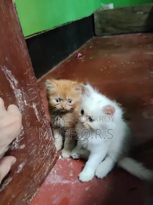 ০-১ মাসের ফিমেল পিওরব্রেড পার্সিয়ান