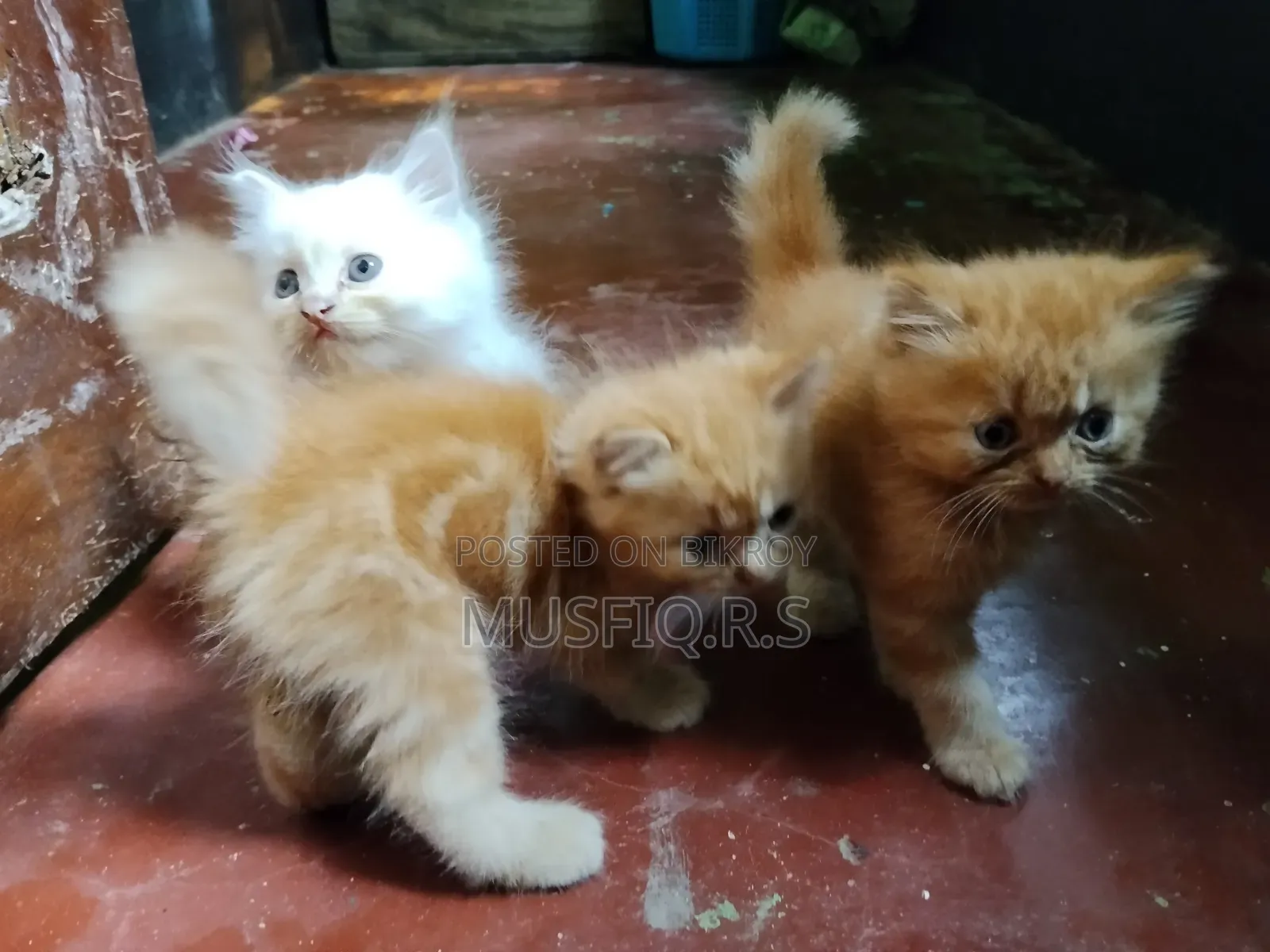 ০-১ মাসের ফিমেল পিওরব্রেড পার্সিয়ান