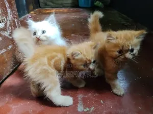 ০-১ মাসের ফিমেল পিওরব্রেড পার্সিয়ান