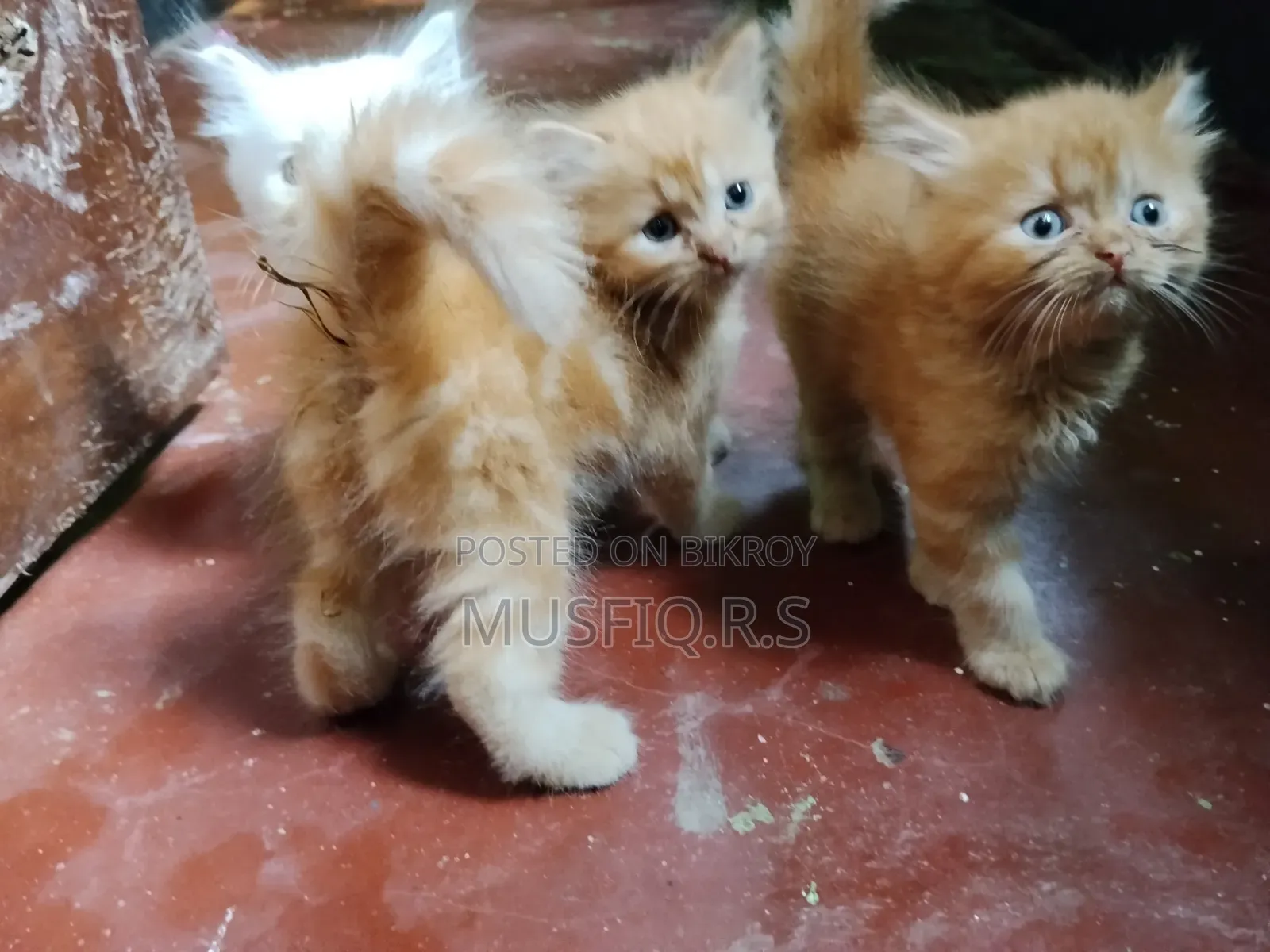 ০-১ মাসের ফিমেল পিওরব্রেড পার্সিয়ান