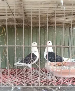 Black Satin Pigeon