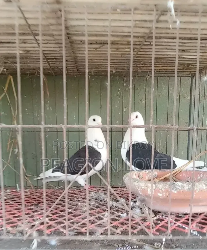 Black Satin Pigeon
