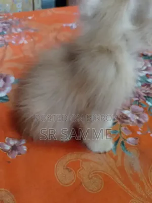 ১-৩ মাস বয়সী পুরুষ বিশুদ্ধ জাতের পার্সিয়ান