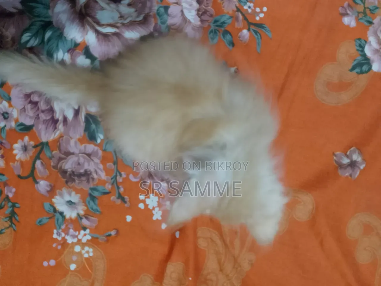 ১-৩ মাস বয়সী পুরুষ বিশুদ্ধ জাতের পার্সিয়ান