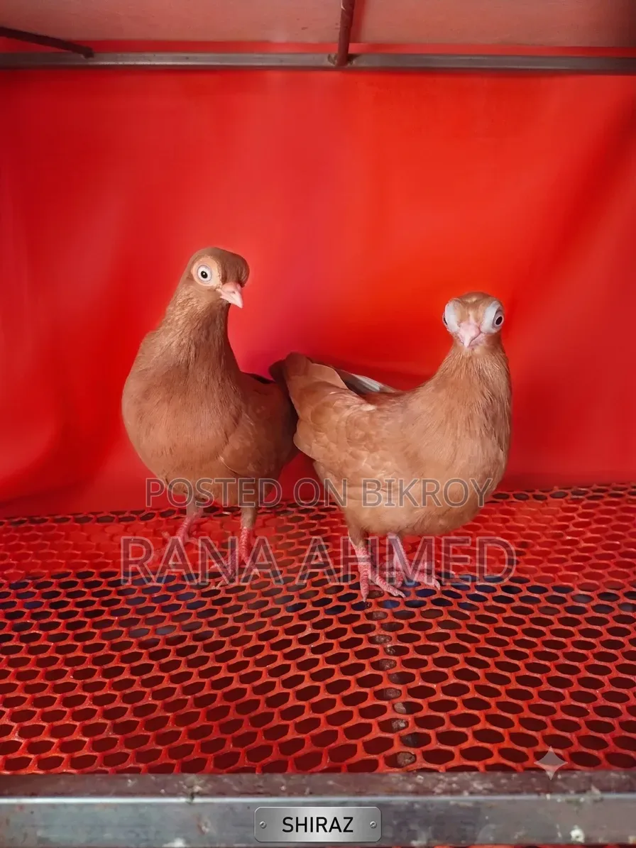Singara Head Short-Face Pigeon, Female