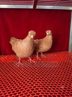 Singara Head Short-Face Pigeon, Female