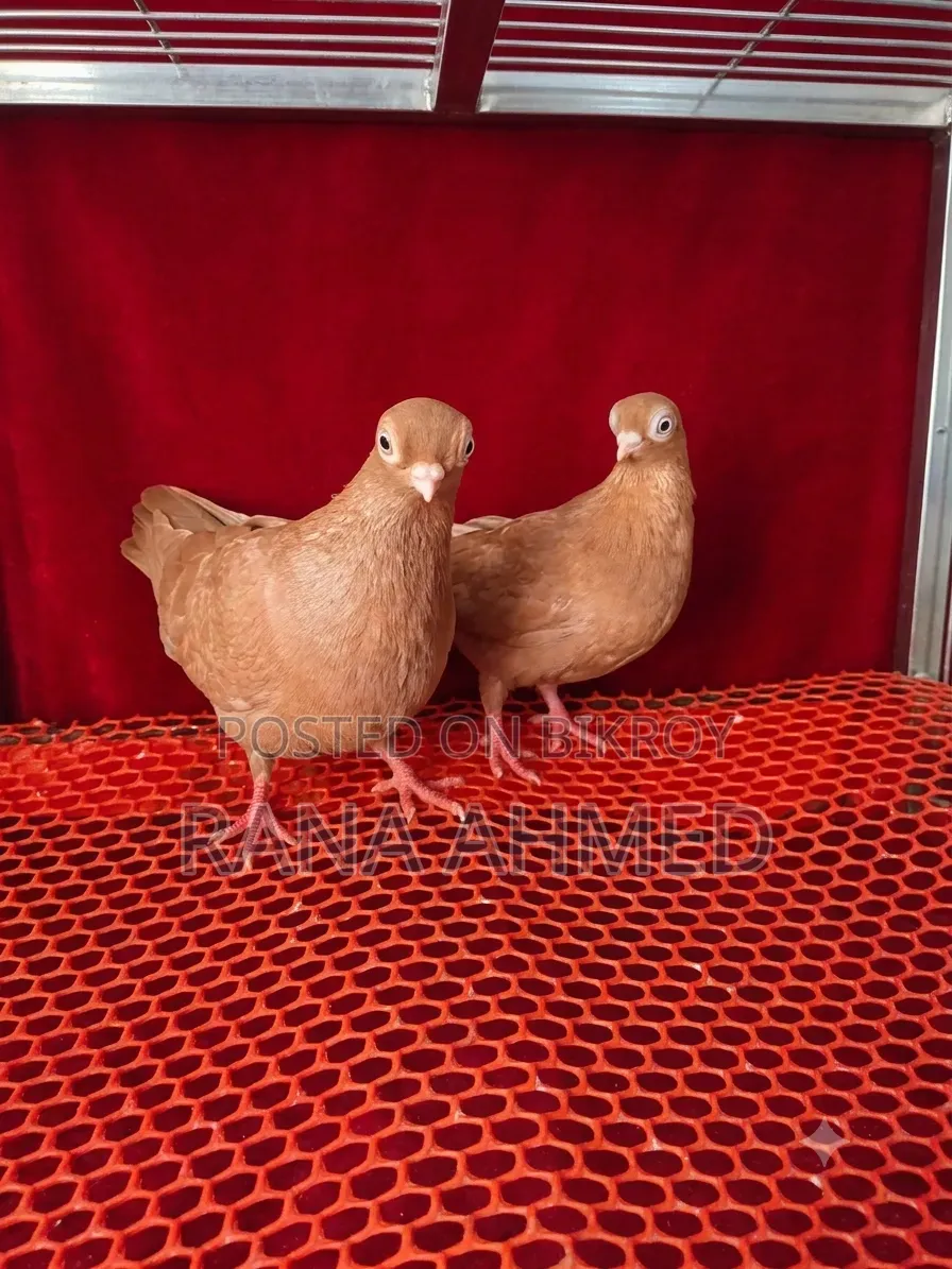 Singara Head Short-Face Pigeon, Female