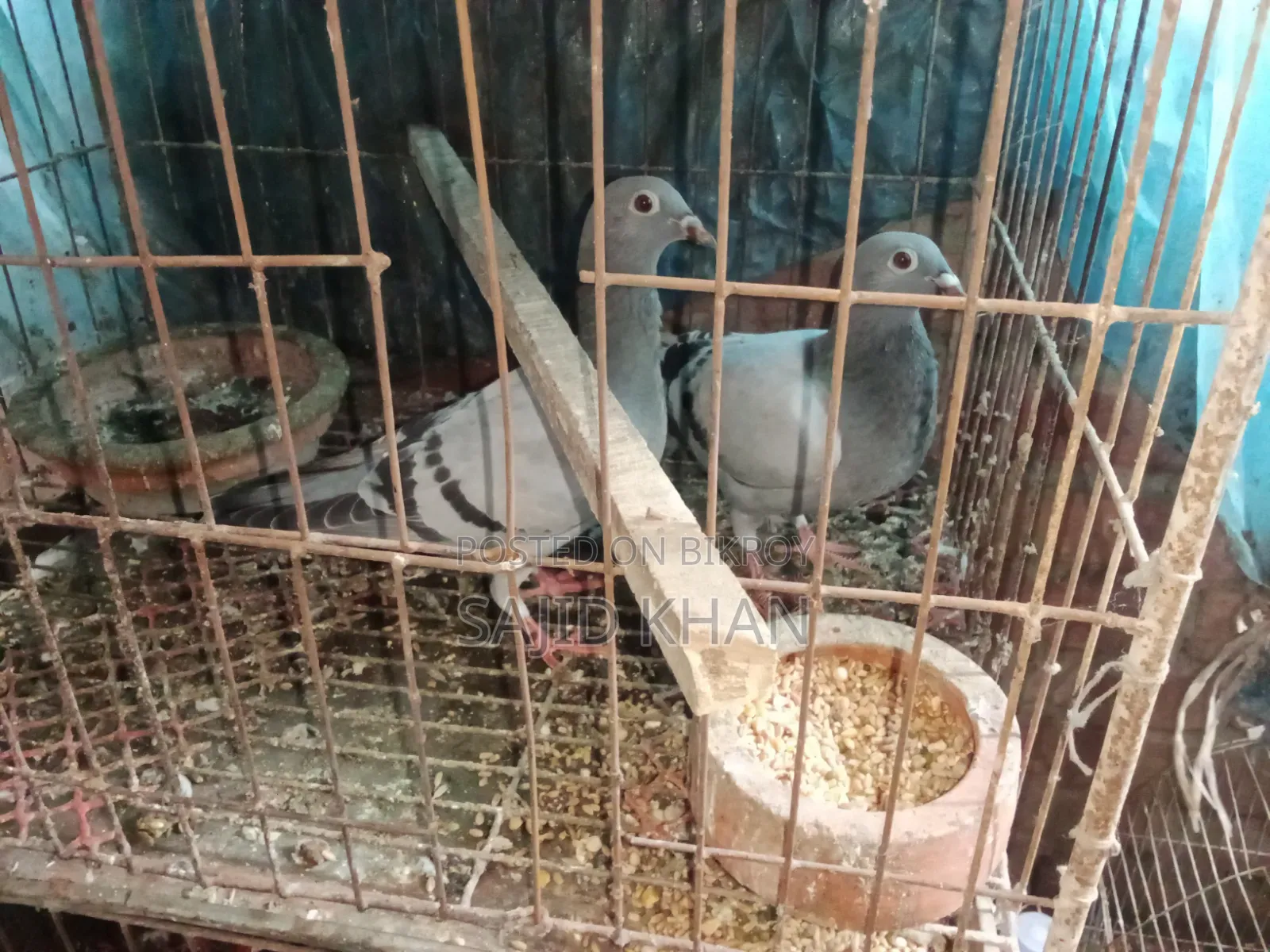 কবুতর বিক্রয়