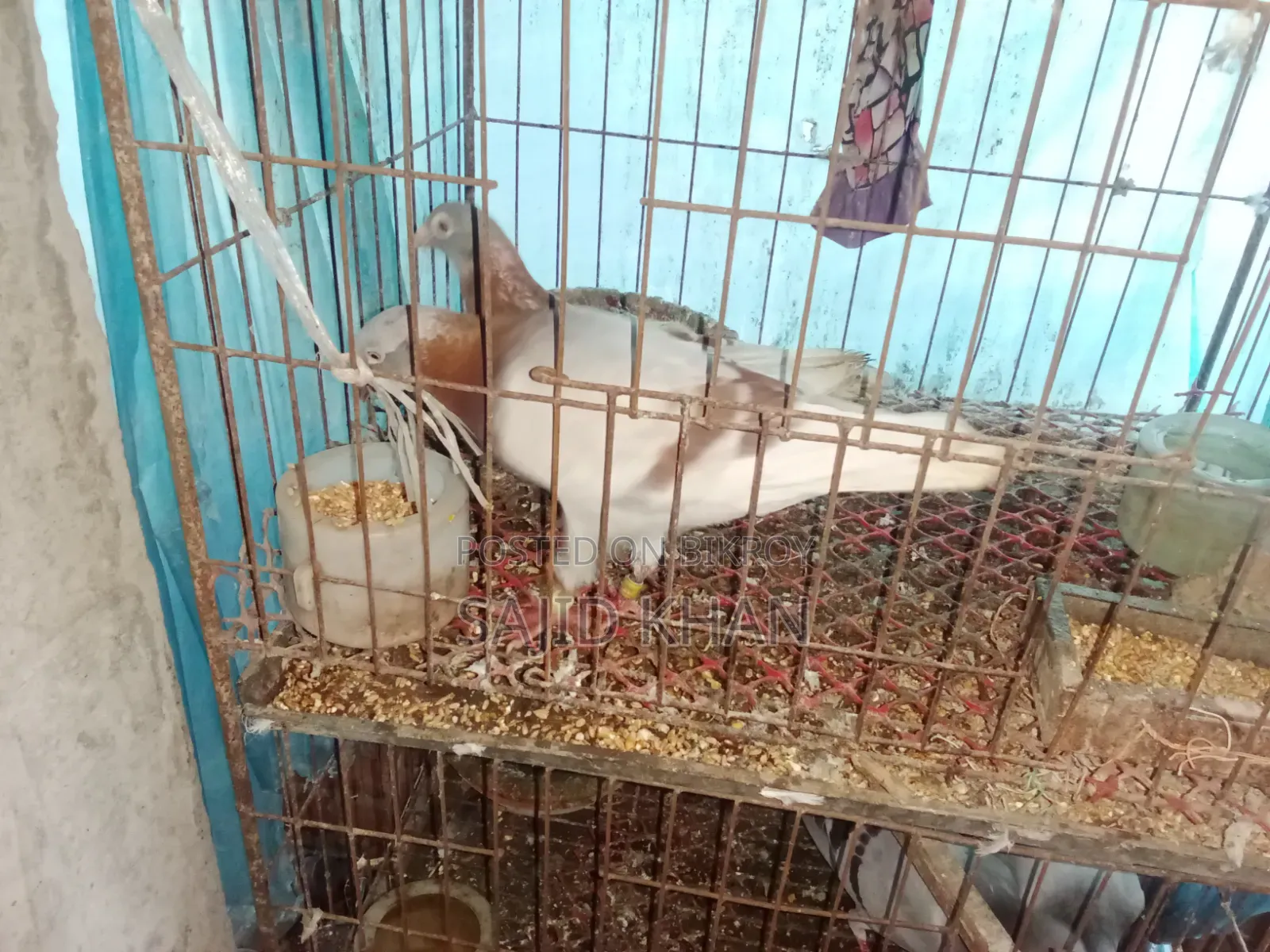 কবুতর বিক্রয়